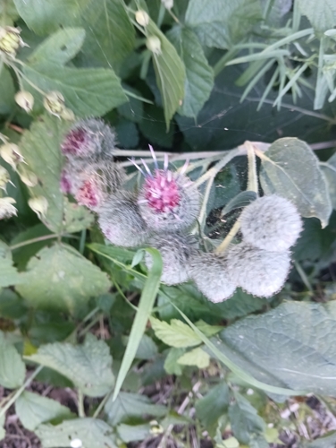 Woolly Burdock
