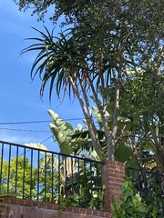 Aloidendron tongaense