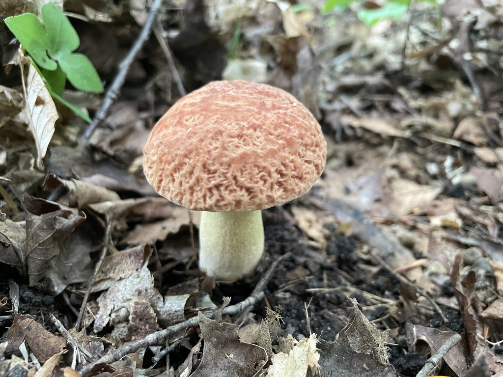 corrugated bolete · August 2026 · photo: Photo: (c) Mical, some rights reserved (CC BY) · iNaturalist