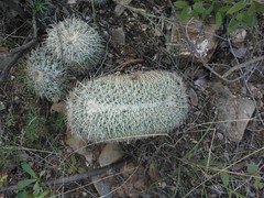 Mammillaria parkinsonii