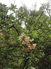 Magnoliopsida