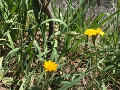 Microseris nutans