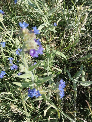 common alkanet