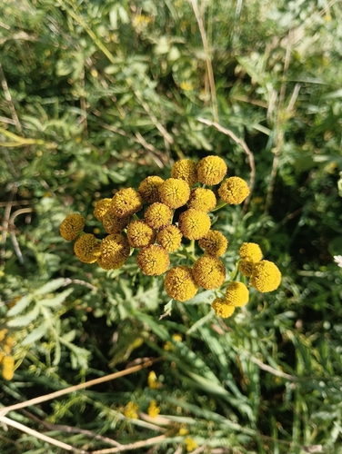 tansy