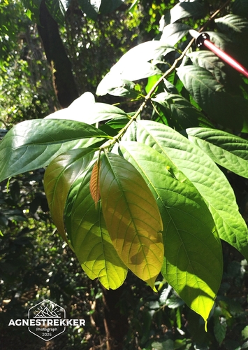 Aidia pycnantha