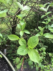 Magnoliopsida