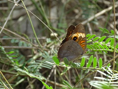 Junonia zonalis