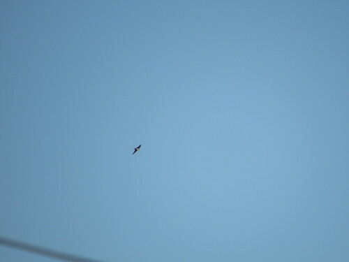 Barn Swallow