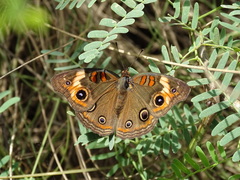 Junonia zonalis