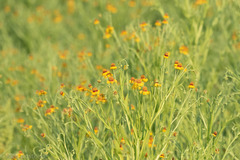 Helenium elegans