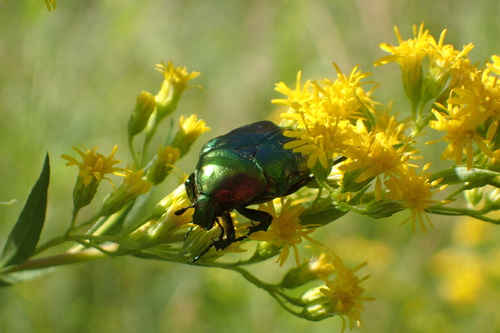 European Rose Chafer