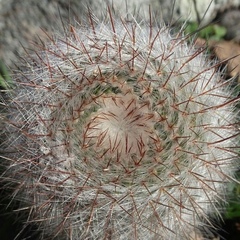Parodia scopa