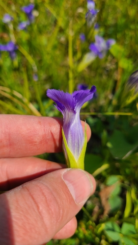 Rocky Mountain Fringed Gentian