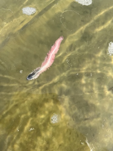 Alitta succinea observed 2026-08-09