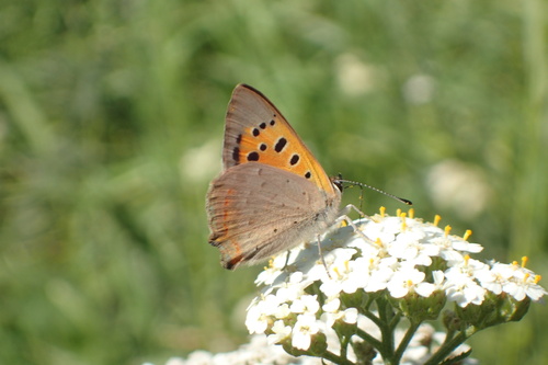 Small Copper