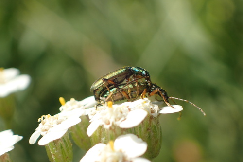 Chrysanthia geniculata