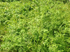 Anthriscus caucalis