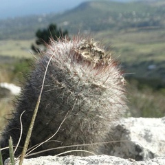 Parodia scopa