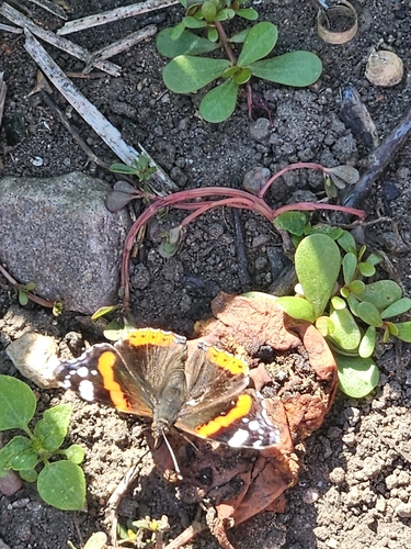 Red Admiral
