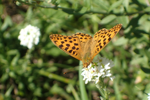 Queen of Spain Fritillary