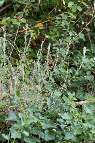 Artemisia alba, photograph 1