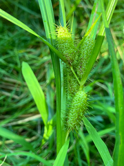 Carex frankii, photograph (c) Bryan Connolly, some rights reserved (CC BY)