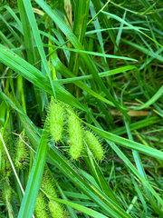 Carex frankii, photograph (c) Bryan Connolly, some rights reserved (CC BY)