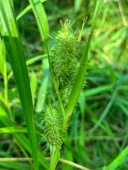 Carex frankii, photograph (c) Bryan Connolly, some rights reserved (CC BY)