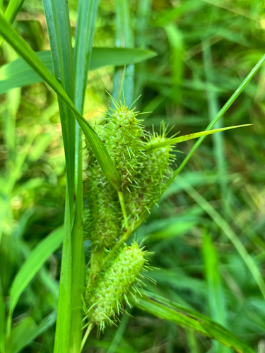 Carex frankii, photograph 5