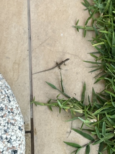 Italian Wall Lizard