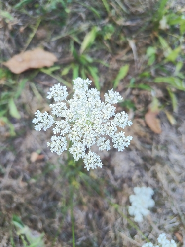 wild carrot