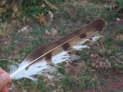 Plume de Circaète Jean-le-blanc