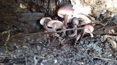 Mycena overholtsii