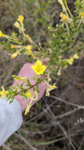 Oenothera clelandii, photograph 5