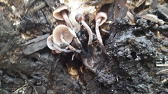 Mycena overholtsii