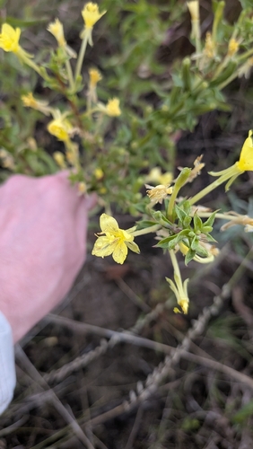 Oenothera clelandii, photograph 6