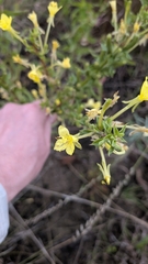 Oenothera clelandii, photograph (c) Bria Abeles-Allison, some rights reserved (CC BY)
