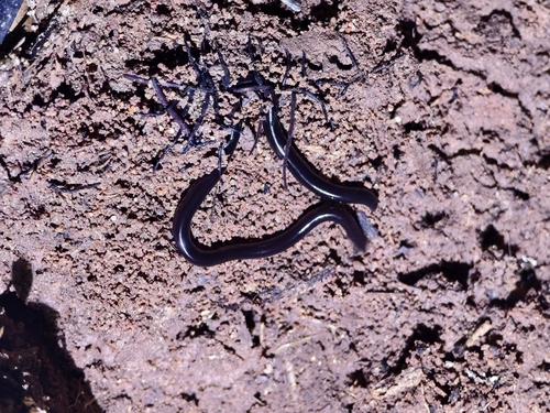 Brahminy Blindsnake