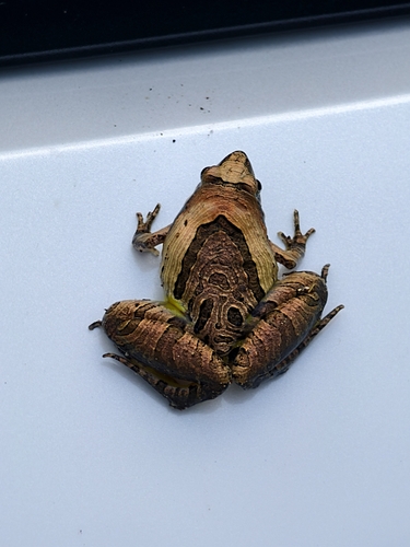 Beautiful Pygmy Frog