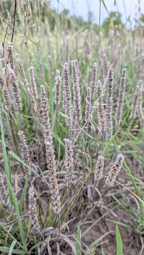 Plantago patagonica, photograph 6