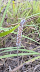 Plantago patagonica, photograph (c) Bria Abeles-Allison, some rights reserved (CC BY)