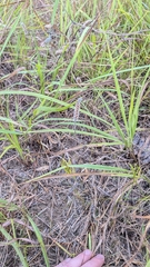 Plantago patagonica, photograph (c) Bria Abeles-Allison, some rights reserved (CC BY)