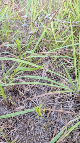 Plantago patagonica, photograph 5