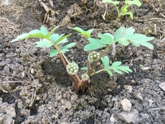 Hydrophyllum capitatum