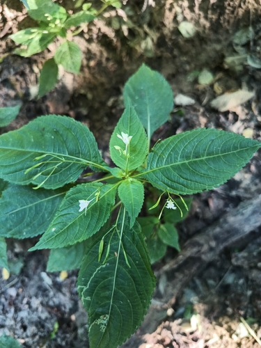 small balsam