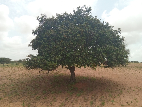 Neocarya macrophylla