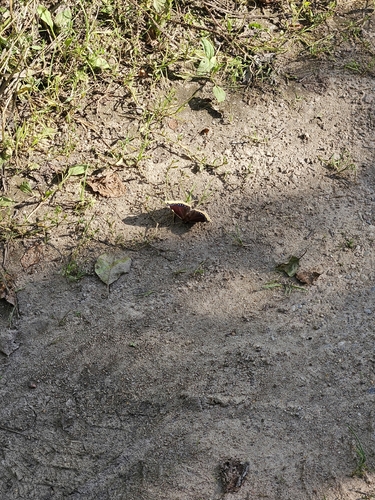 Mourning Cloak