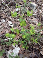 Euphorbia roemeriana
