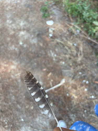 Plume de Petit-duc scops