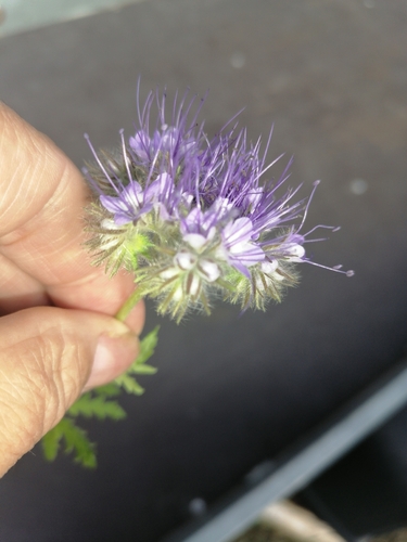 Lacy phacelia